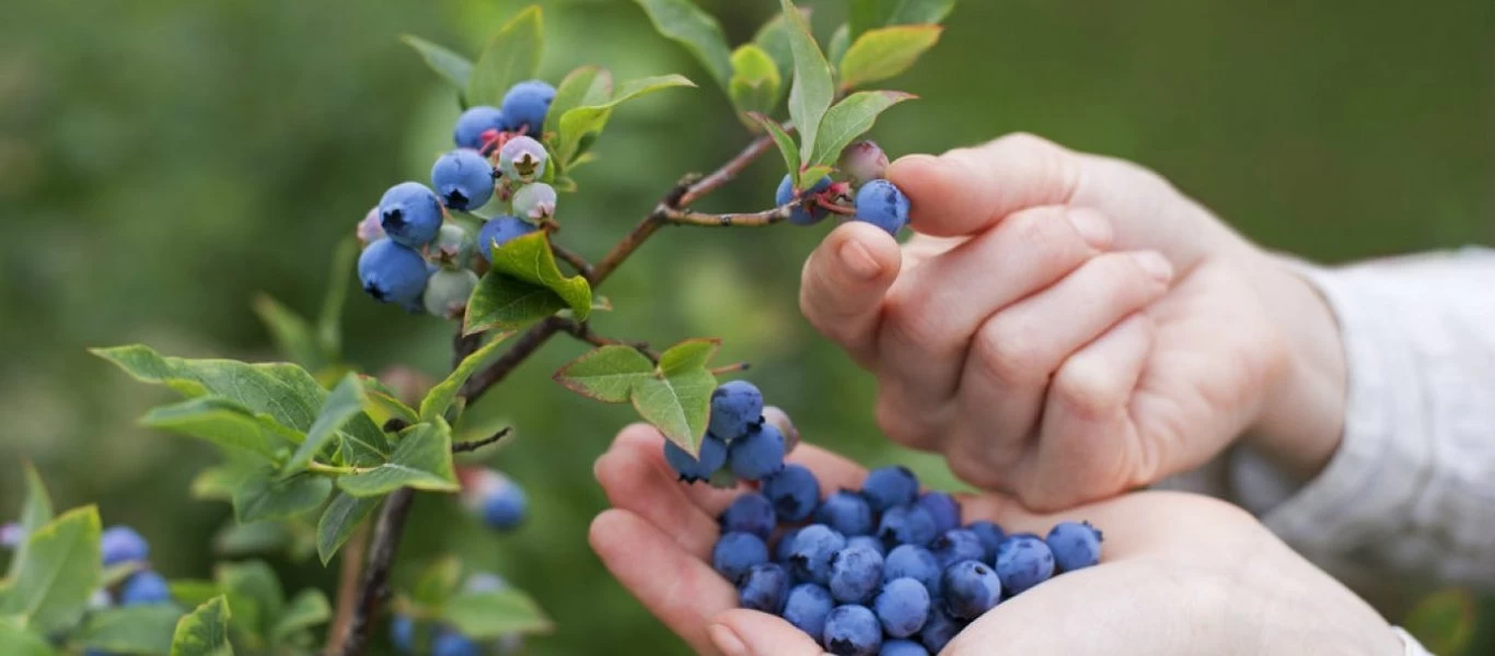 Οι 9+1 τροφές που καταπολεμούν τον πόνο και τις φλεγμονές